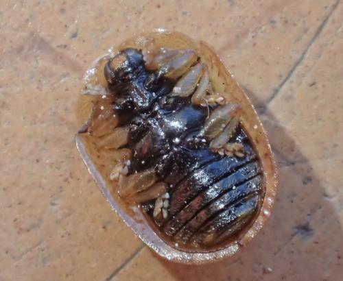 Réf. 323 443 : Hypocassida sp.